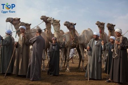 Day Tour to the Camel Market of Birqash