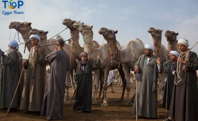 Day Tour to the Camel Market of Birqash