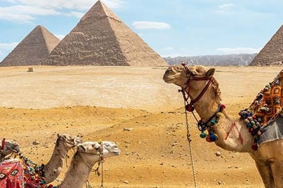 Giza Pyramid and saqqara Tour with Camel Ride