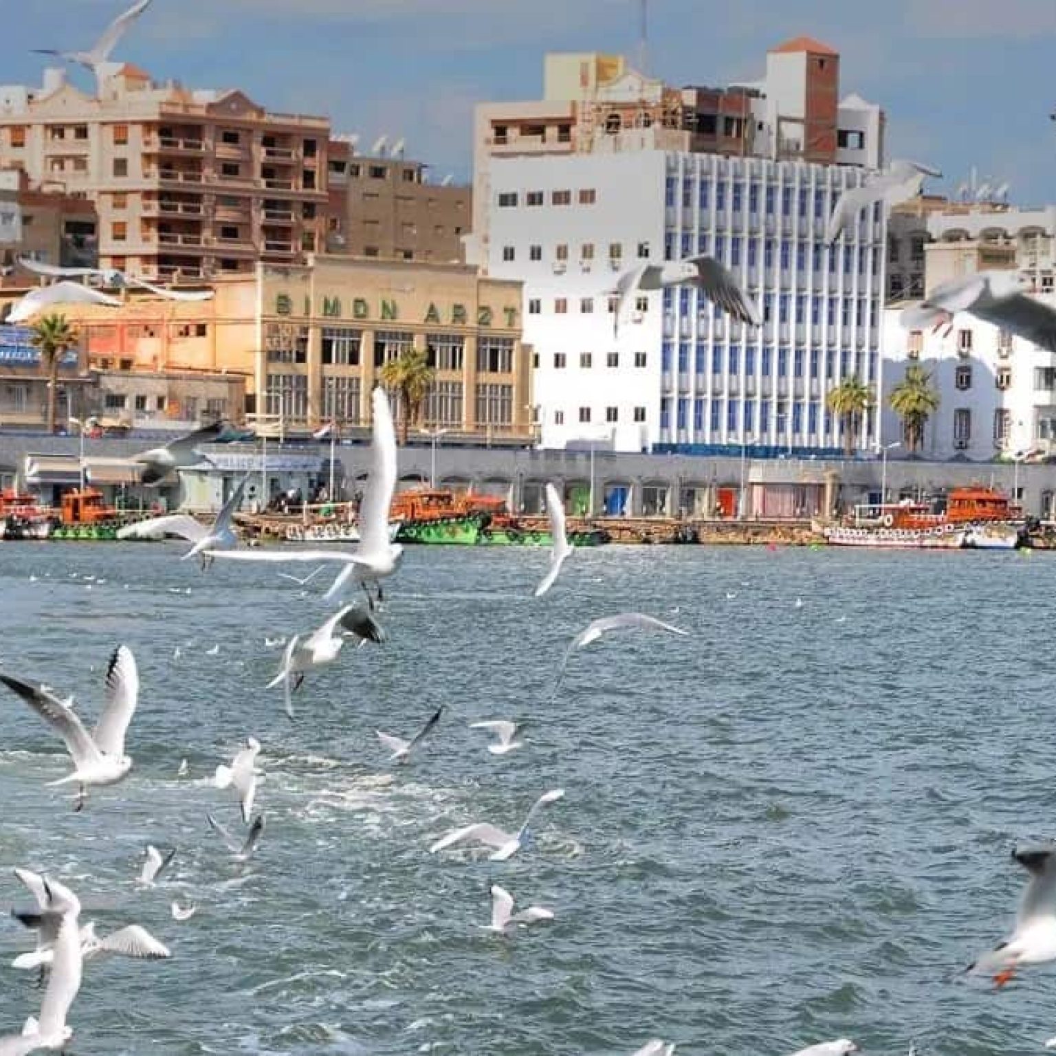 port Said A picture of seagulls