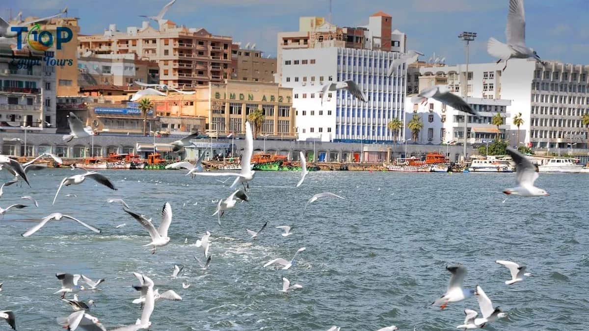 port Said A picture of seagulls