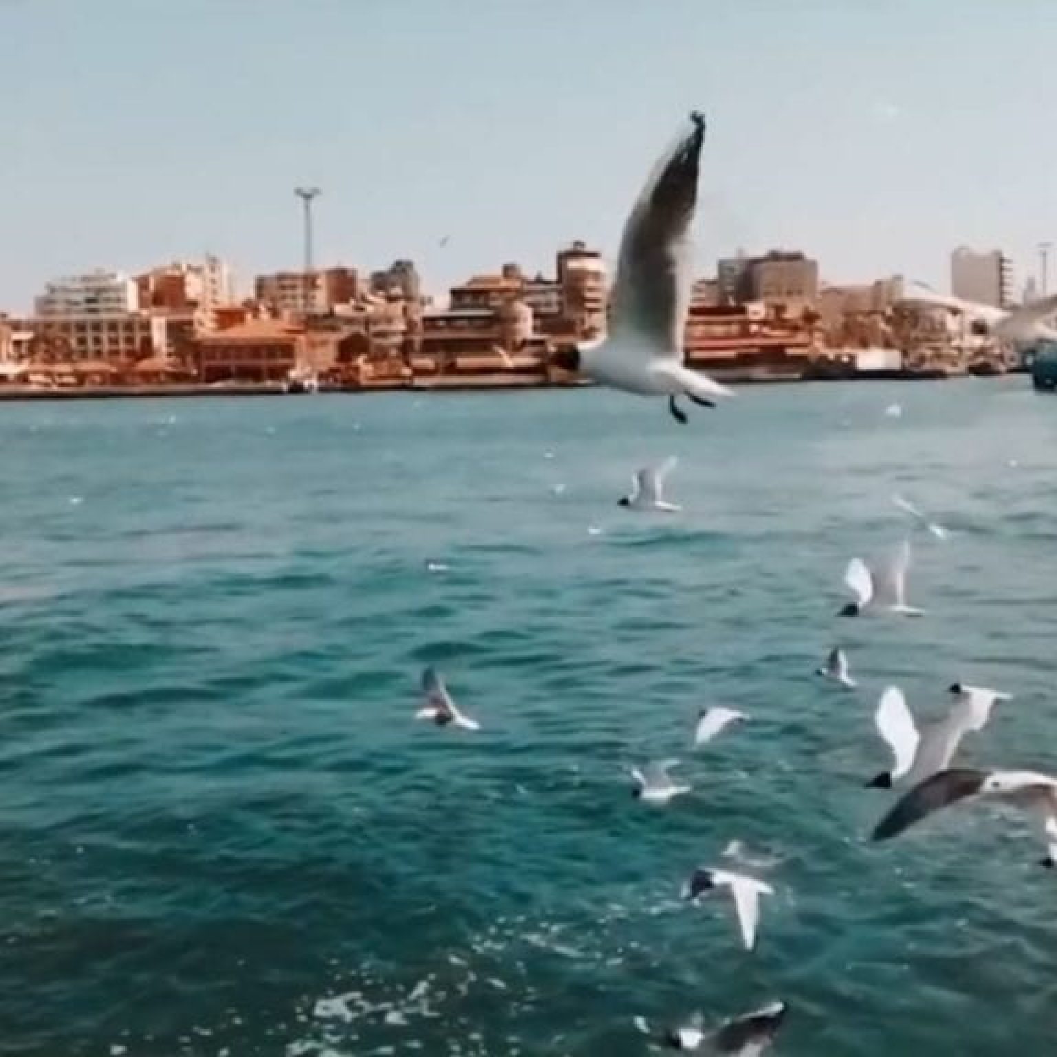 A picture of seagulls in Port Said