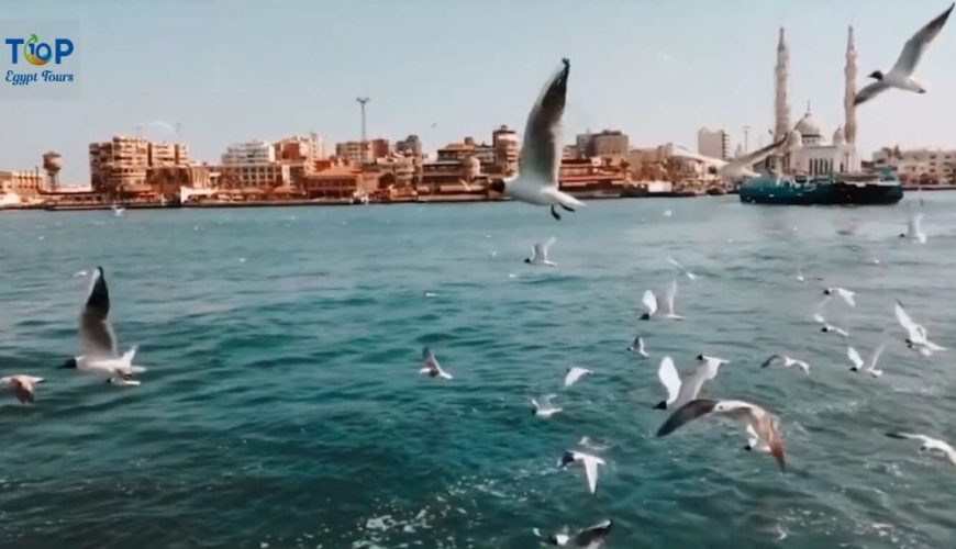 A picture of seagulls in Port Said