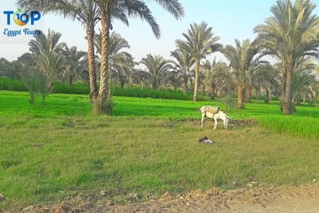 Egypt Countryside Day Tour