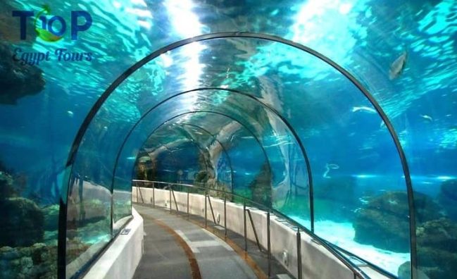 Hurghada Grand Aquarium Tour from Hurghada Hotel or Airport