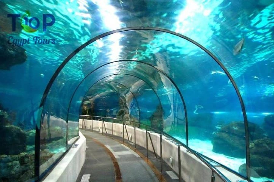 Hurghada Grand Aquarium Tour from Hurghada Hotel or Airport