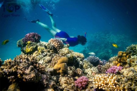 Day Tour Diving in Banana Reef in Hurghada