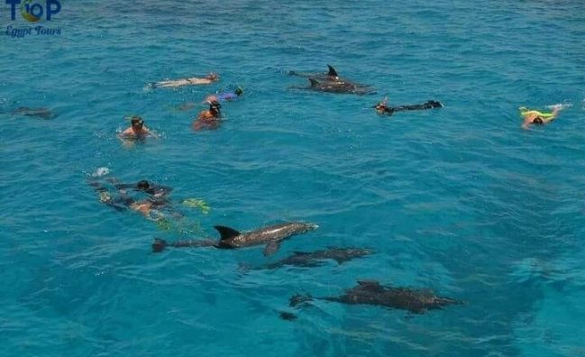 Dolphin House Snorkeling Trip in Hurghada