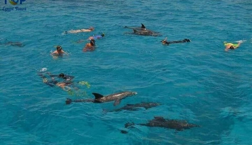 Dolphin House Snorkeling Trip in Hurghada