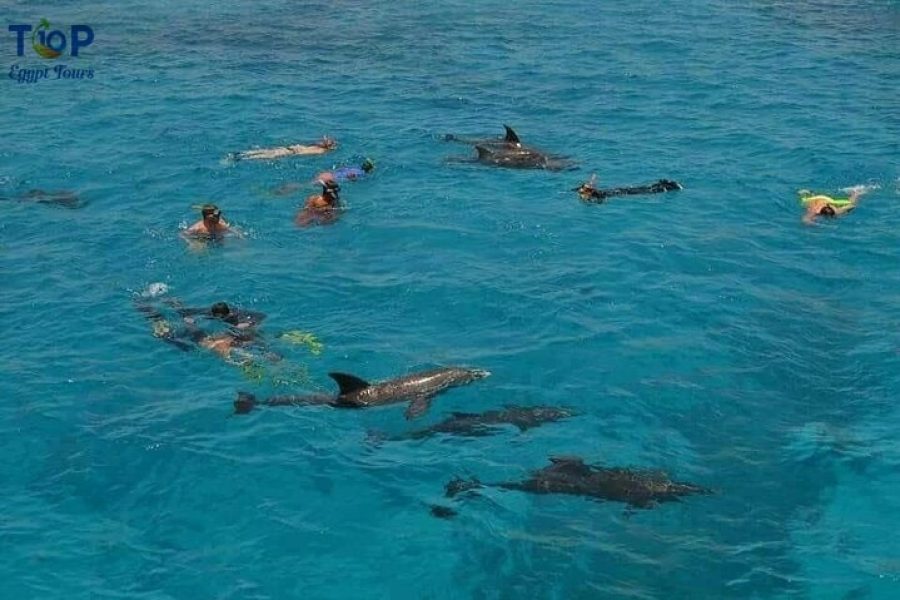 Dolphin House Snorkeling Trip in Hurghada