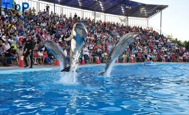 Dolphin Show in Sharm El Sheikh