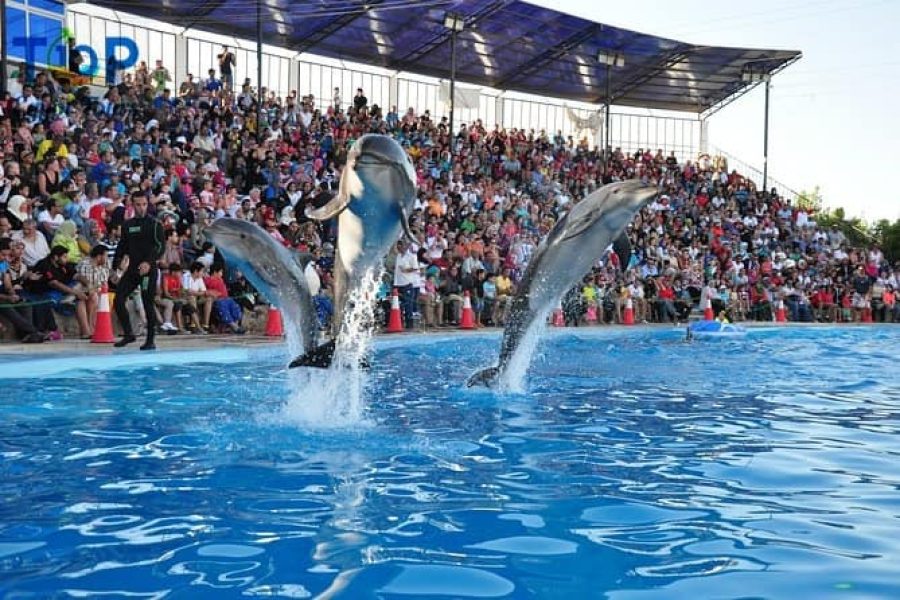 Dolphin Show in Sharm El Sheikh