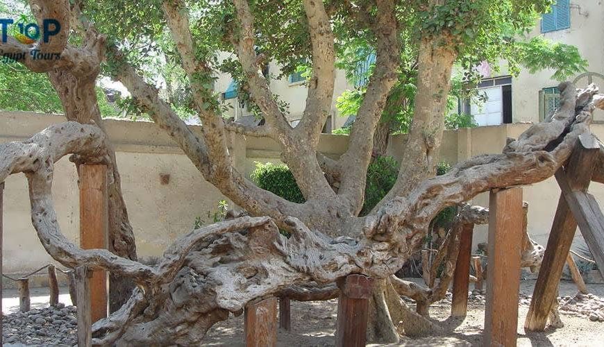 Mary's Tree in Al-Matareya