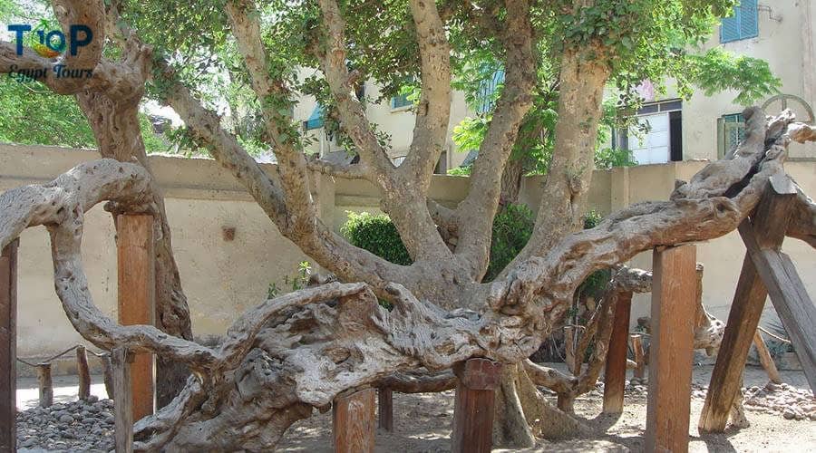 Mary's Tree in Al-Matareya