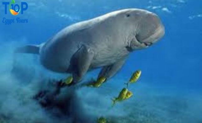 snorkeling trip Port Ghalib dugong marsa alam marsa moubark tour