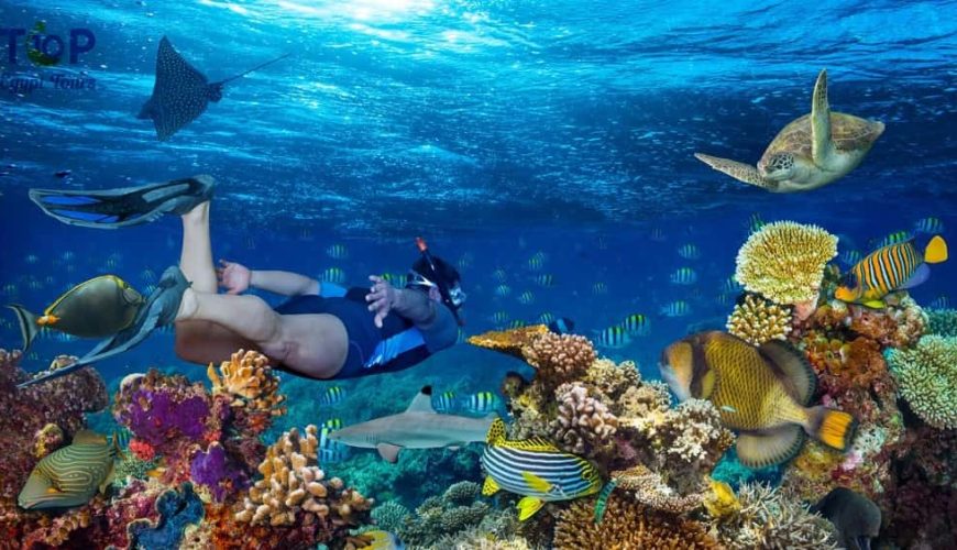 Ras Mohamed Snorkeling by Boat from Sharm El Sheikh Tours