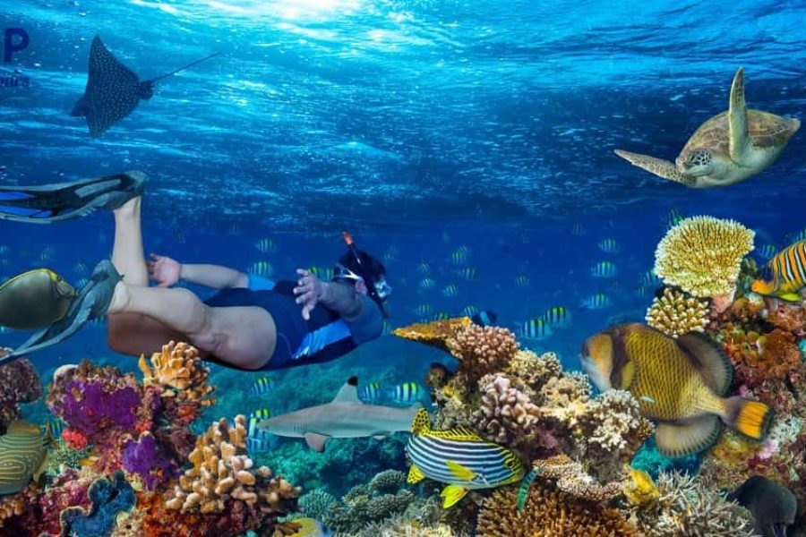 Ras Mohamed Snorkeling by Boat from Sharm El Sheikh Tours