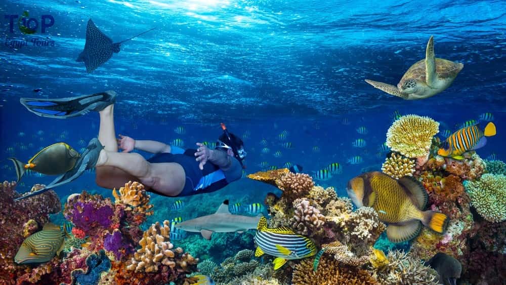 Ras Mohamed Snorkeling by Boat from Sharm El Sheikh Tours