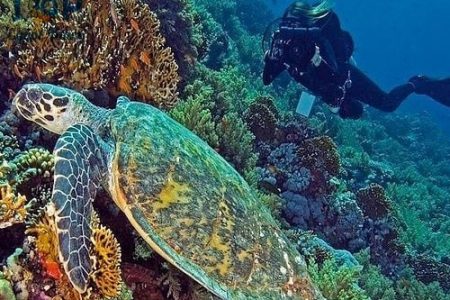 Snorkeling Trip to Mahmya Island in Hurghada by Boat