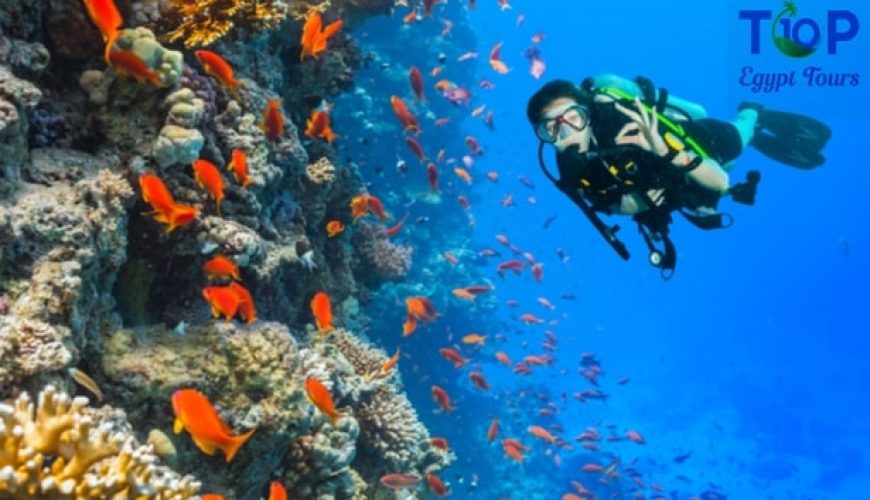 Ras Mohamed Snorkeling Trips from Sharm El Sheikh Port