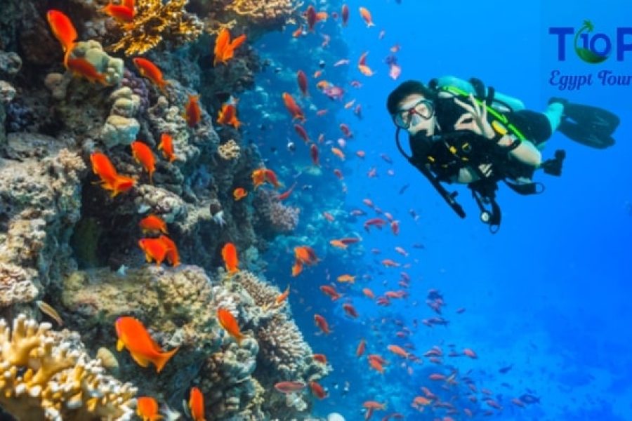 Ras Mohamed Snorkeling Trips from Sharm El Sheikh Port