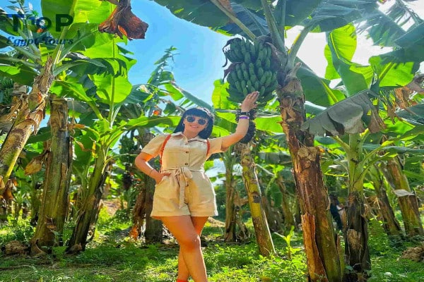 Banana Island In Luxor