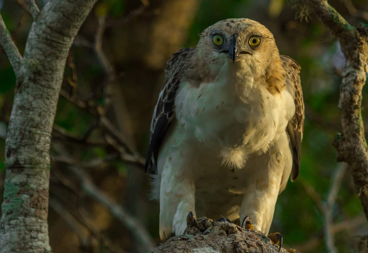 Birdwatching Expedition