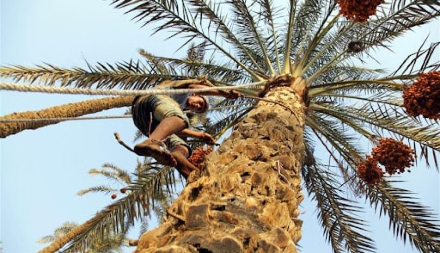 Egyptian Date Festival Exploring the Harvest Season