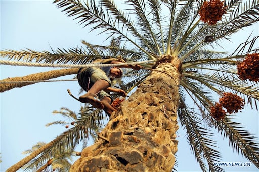 Egyptian Date Festival Exploring the Harvest Season