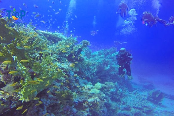 Exploring The Underwater Of Ras Mohammed