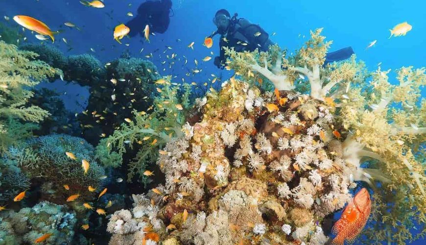 Exploring the Vibrant Reefs of Dahab