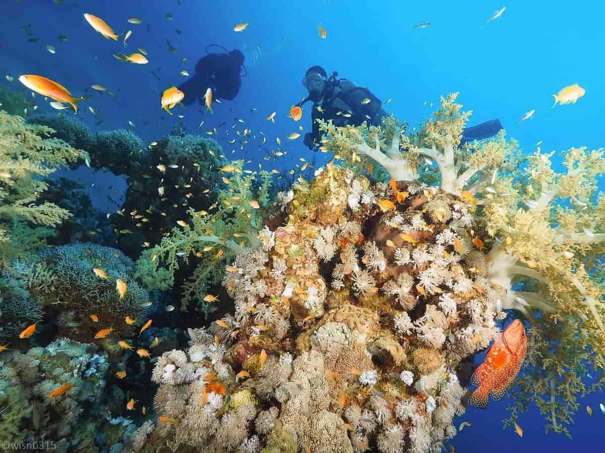 Exploring the Vibrant Reefs of Dahab