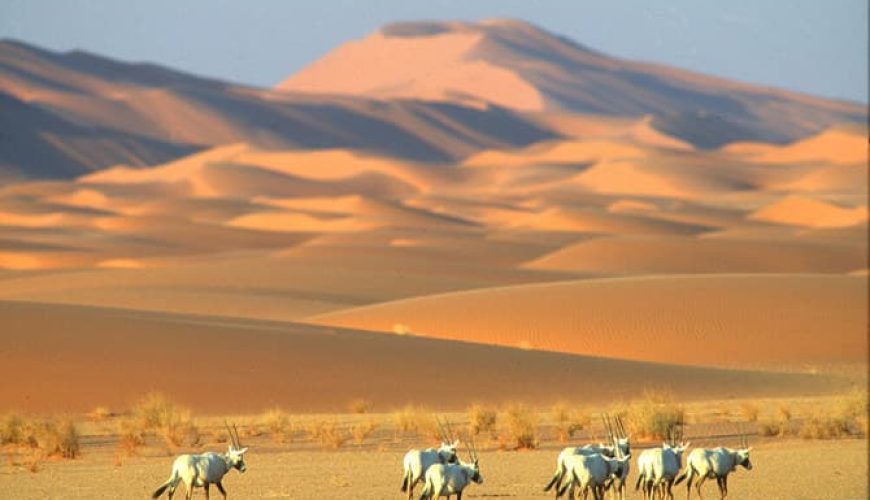 Initiatives to Protect Egypt’s Desert Biodiversity