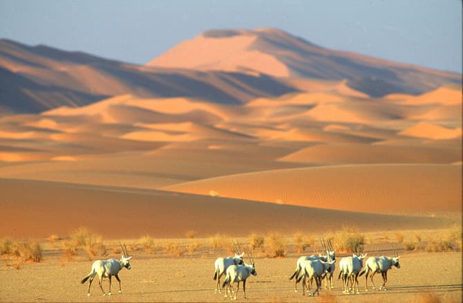 Initiatives to Protect Egypt’s Desert Biodiversity