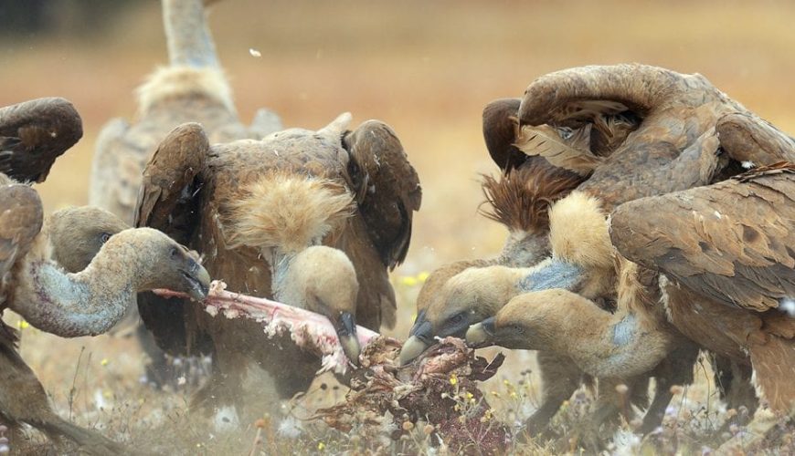 Maintaining Ecological Balance in the Egyptian Deserts