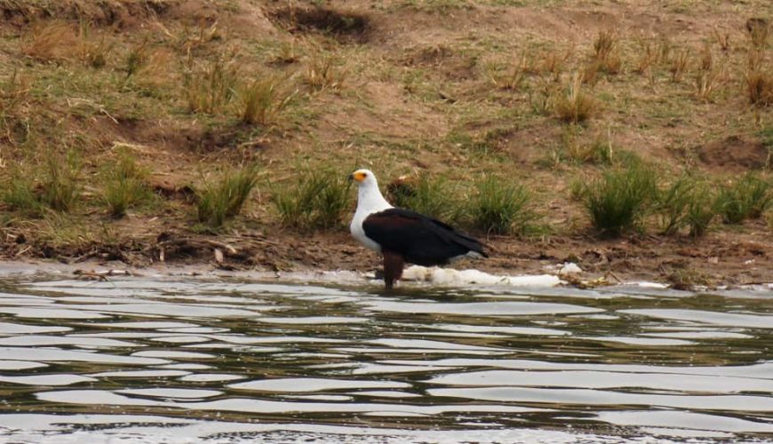 Nile River Safari and Birdwatching Excursions