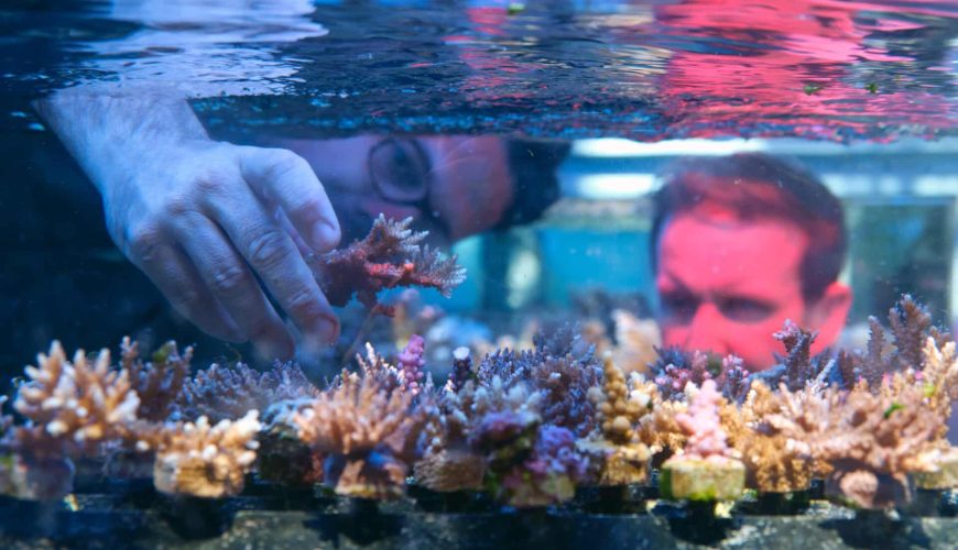 Restoring Coral Reefs