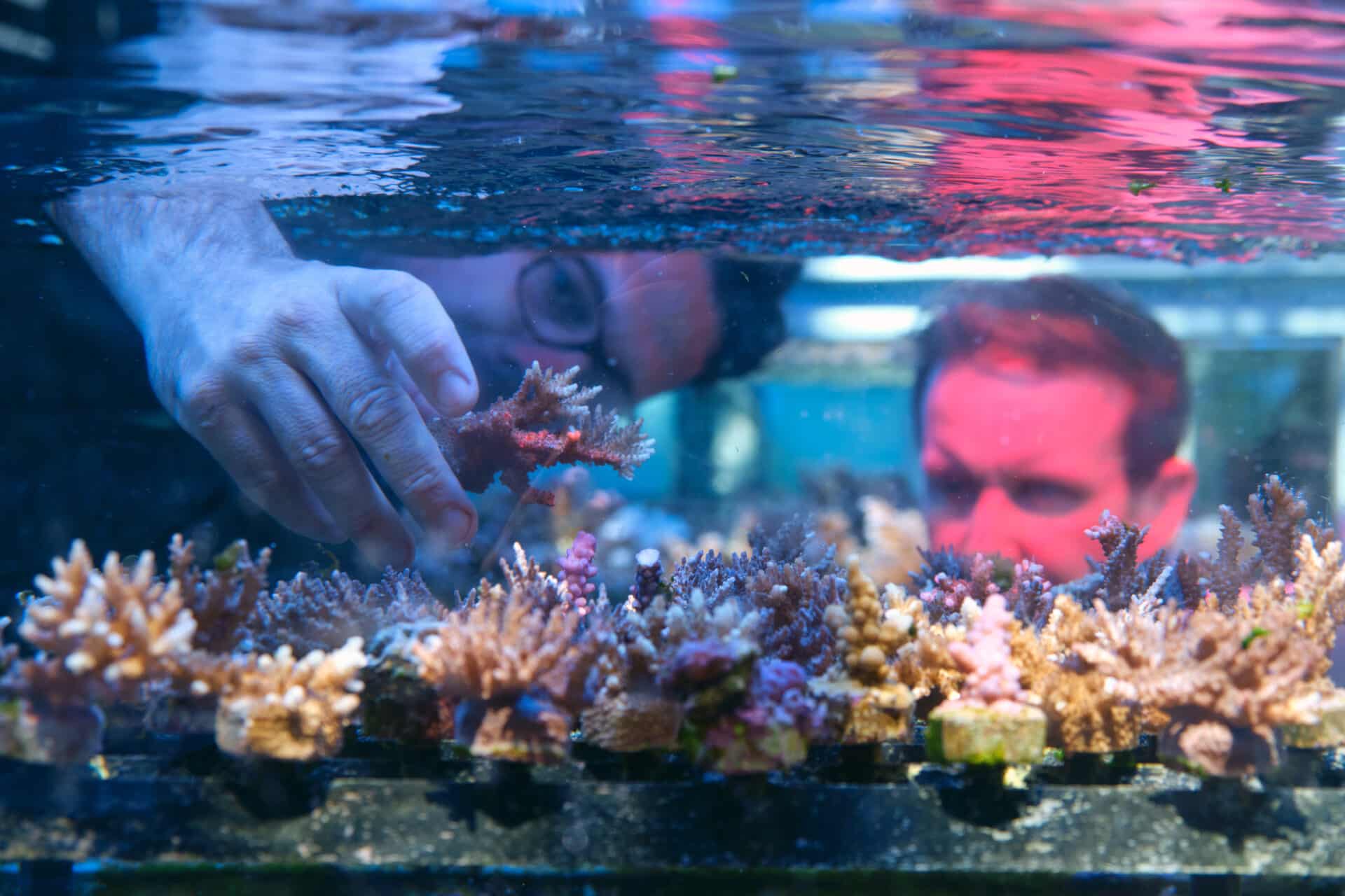 Restoring Coral Reefs