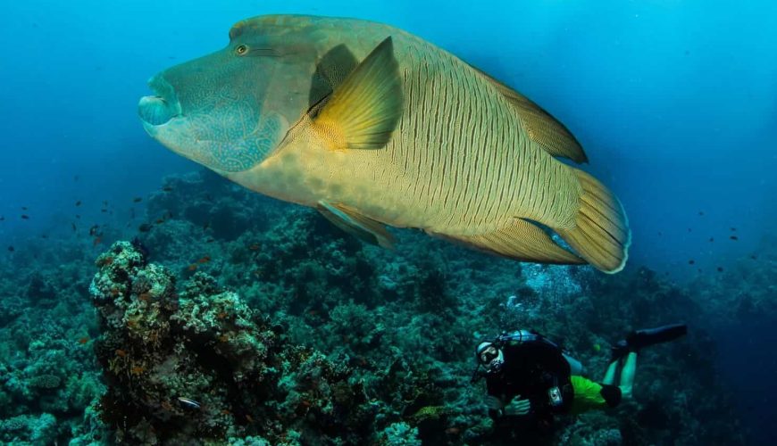 Thrilling Drift Dives in the Straits of Tiran