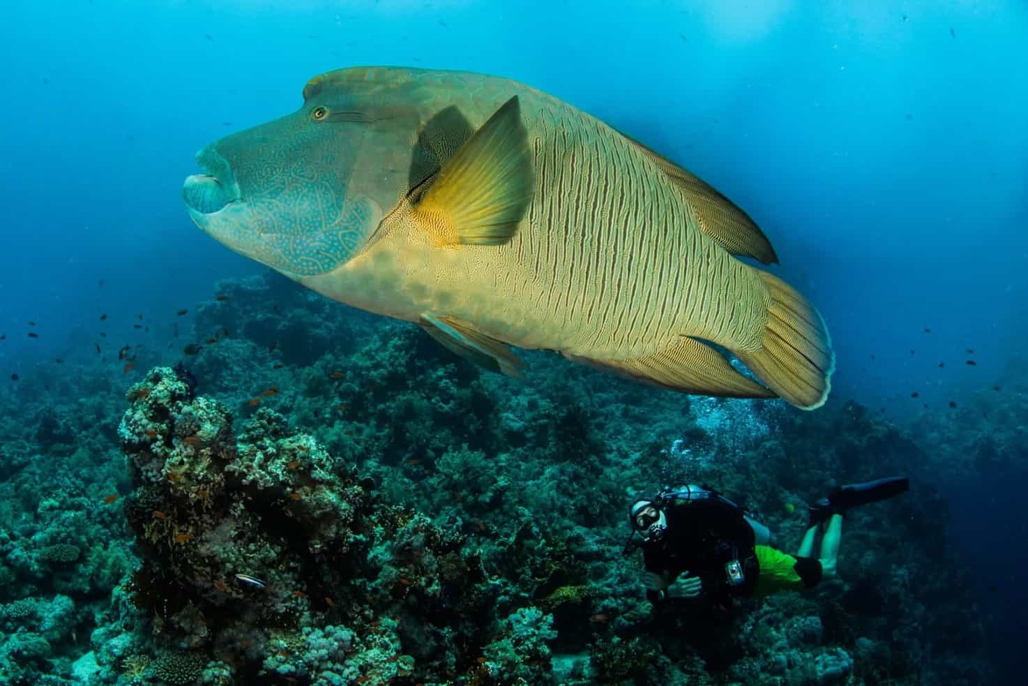 Thrilling Drift Dives in the Straits of Tiran