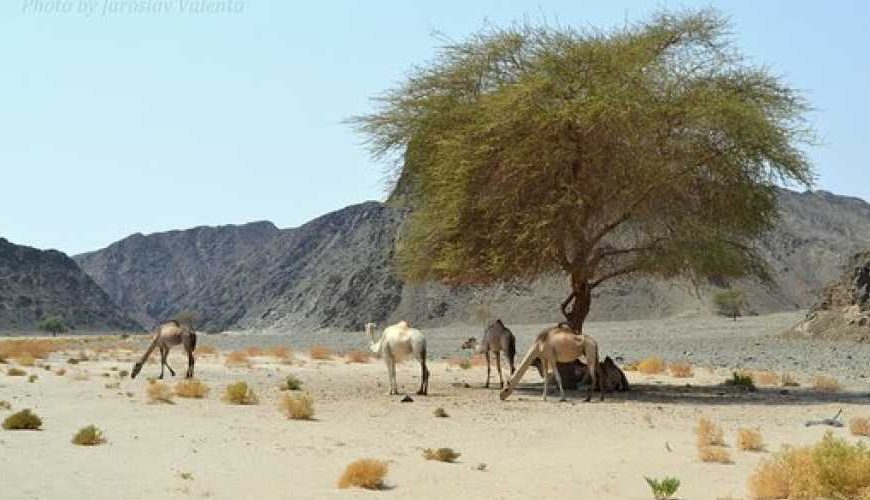 Wadi El Gemal National Park