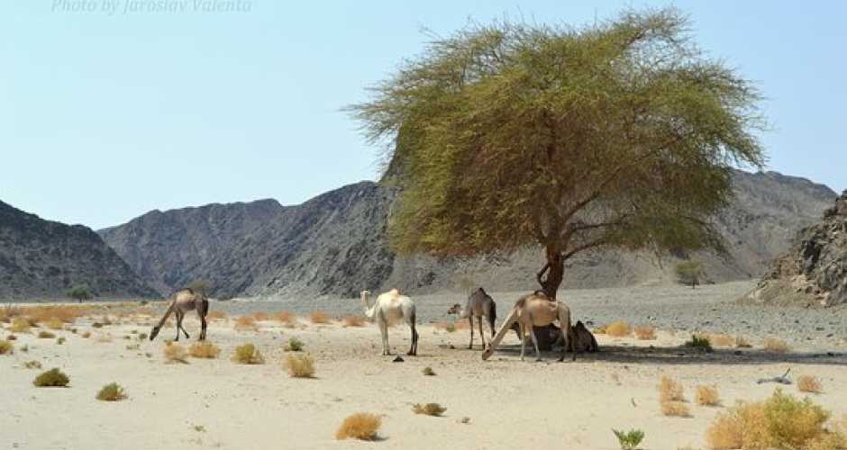 Wadi El Gemal National Park