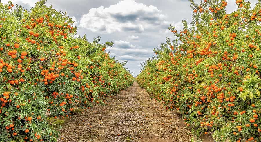 The Citrus Wonderland: Luxor's Orchards