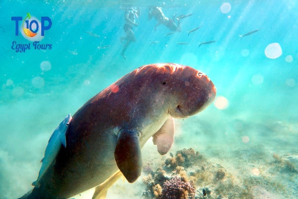Dugongs in Marsa Alam