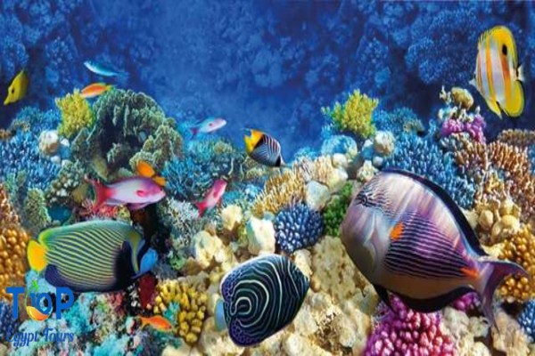 Marine Life Encounters in the Red Sea Egypt