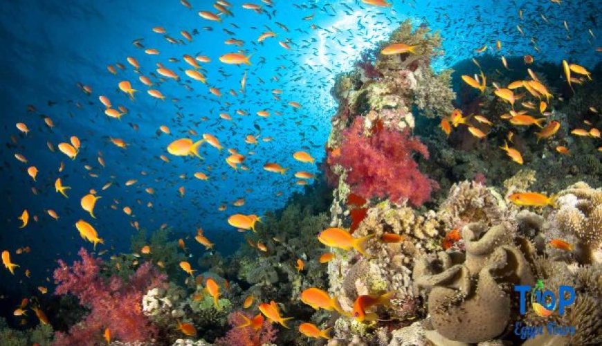 Marine Life in Red Sea