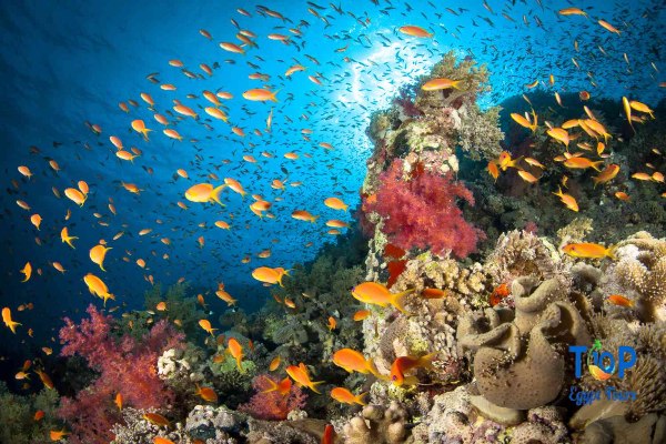 Marine Life in Red Sea