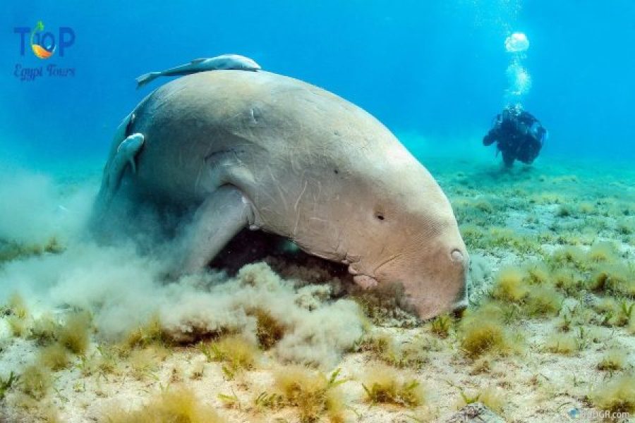Abu dabab snorkeling trip